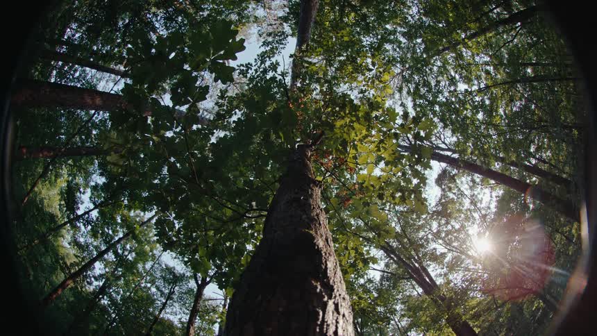 The shines down through thick forest foliage