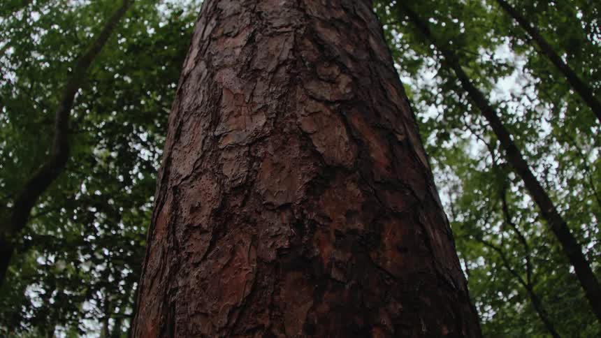 Long trunk of a tree in the forest