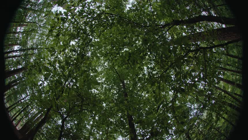 Upward view of a green forest