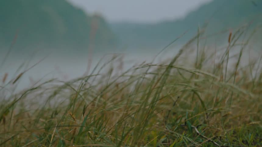 Close up of moving reeds with blurred mountains in the background