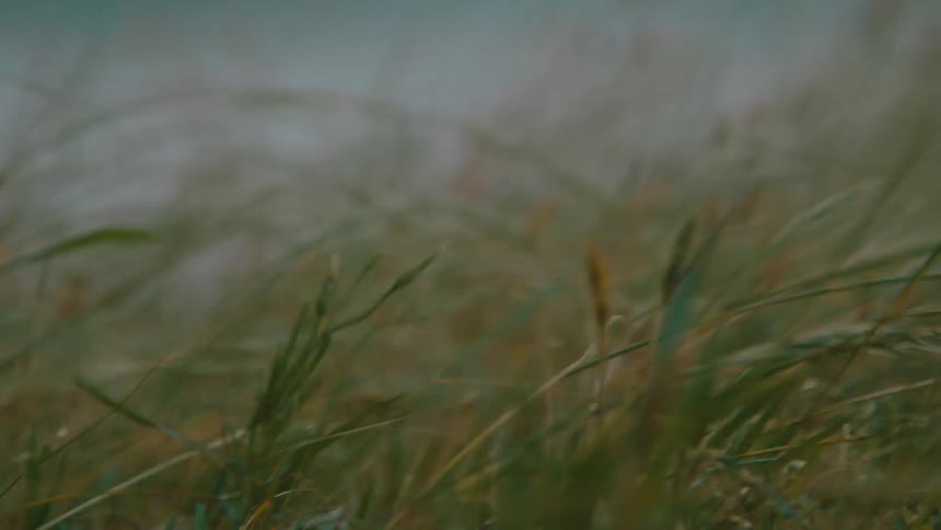Stalks of grass in a field bend on a windy day