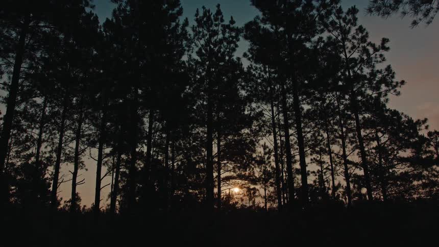 Rising sun casts conifer trees into silhouette against a red tinted sky