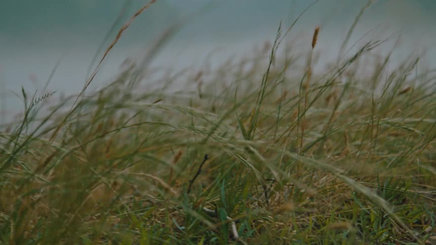 Closeup of reeds moving through the air and the silhouette of mountains in the background