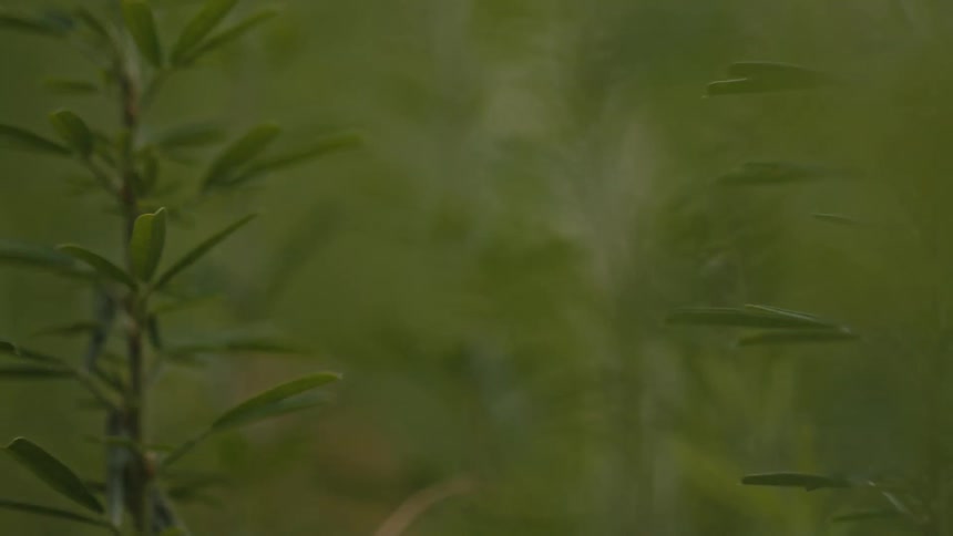 Extreme close up on green plants with blurred background