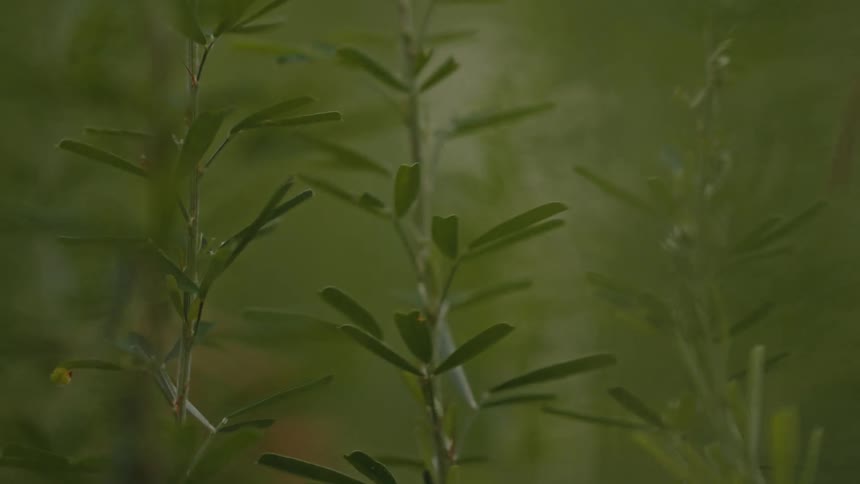 Plants in a field sway in the breeze on a summer day
