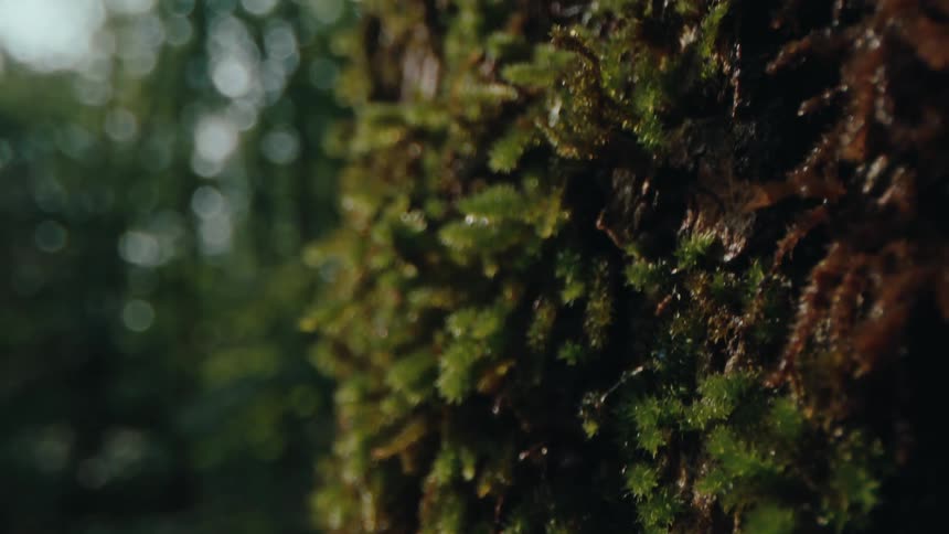 Close up of moss on a tree in the forest