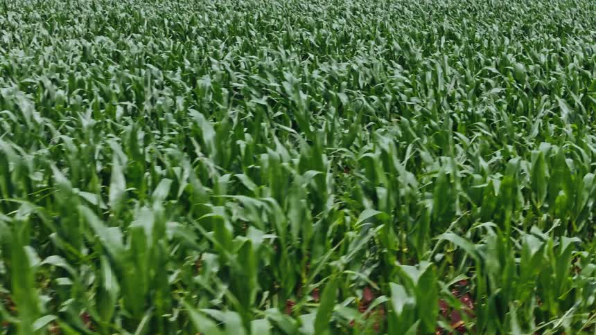 Agricultural crops cover a field on a farm on a windy day