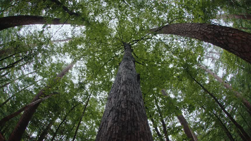 Long tree trunks in the forest