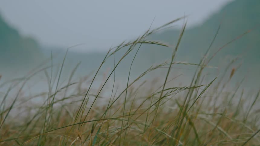Grass stalks wave in the breeze near the mountains on a foggy day