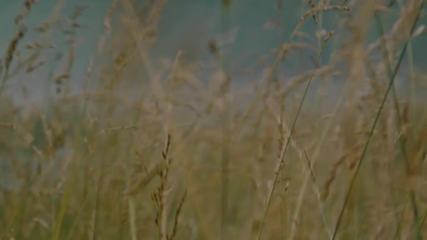 Stalks of grass wave in the breeze in a field on a windy day