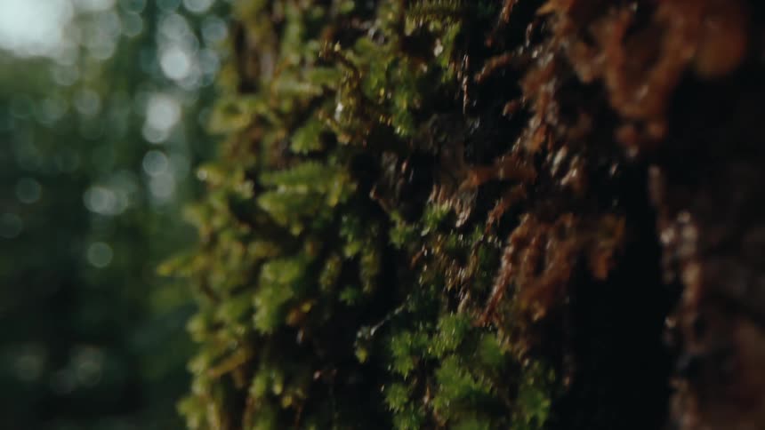 Extreme close up of green and brown moss on a tree in the forest