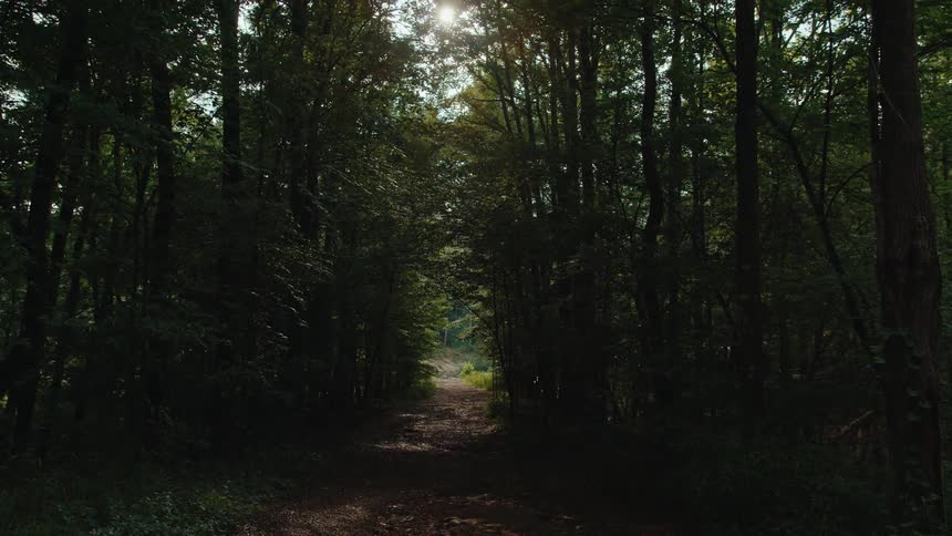 A dirt path winds through a dense shadowy forest