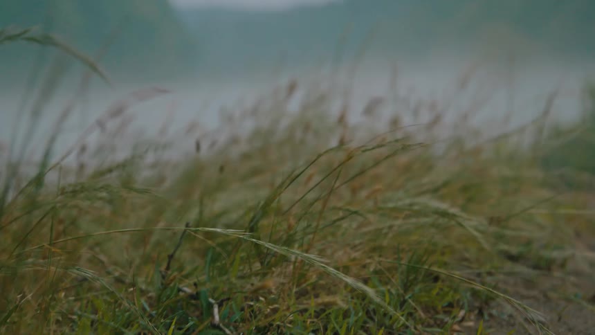 Tall wild grass sways in the wind in a valley that has fog lingering in it