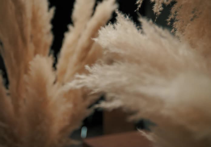Closeup of a fluffy white pampas grass with a soft texture against a dark background
