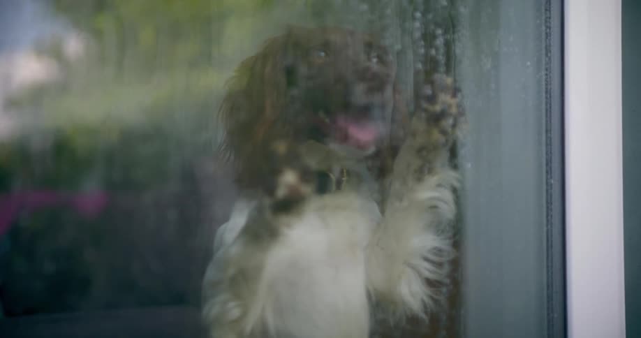 A puppy is resting its paws on the glass of a window that has raindrops falling