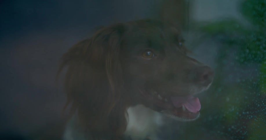 Dog looking through a wet glass pane on a rainy day