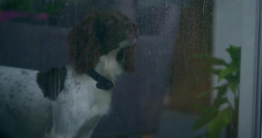View from window with rain running down and a dog
