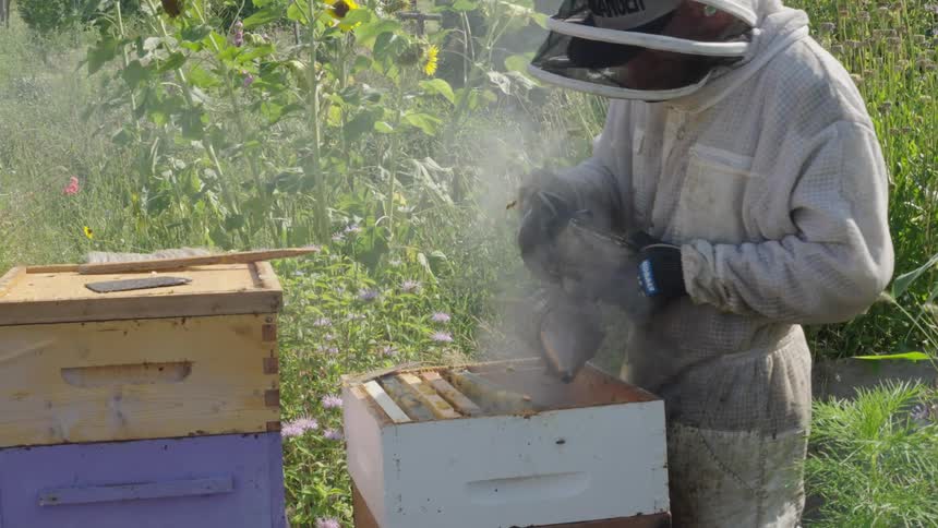 A beekeeper steams the bee boxes