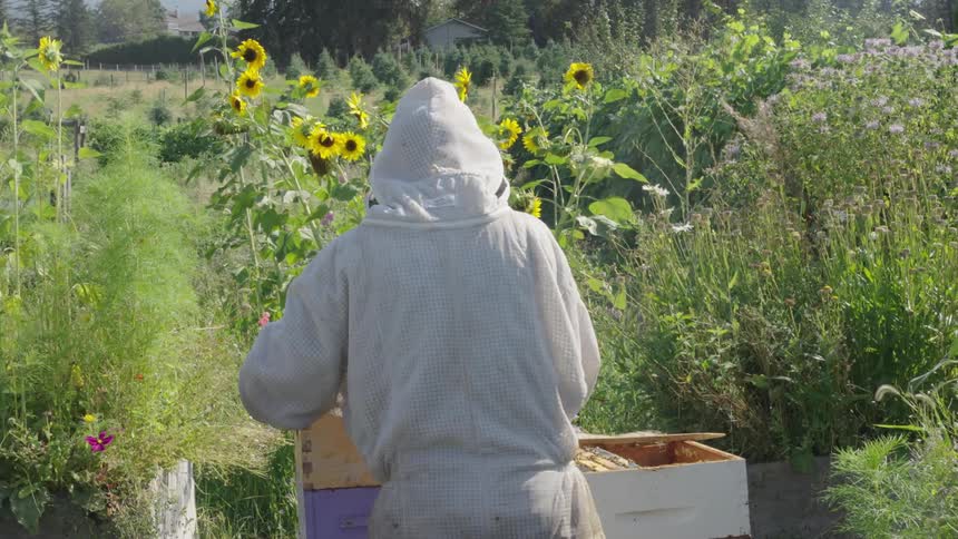 A beekeeper is working with bees