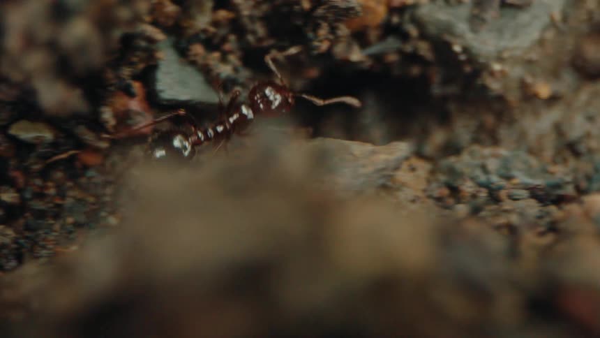 An ant walking on a path in the ground
