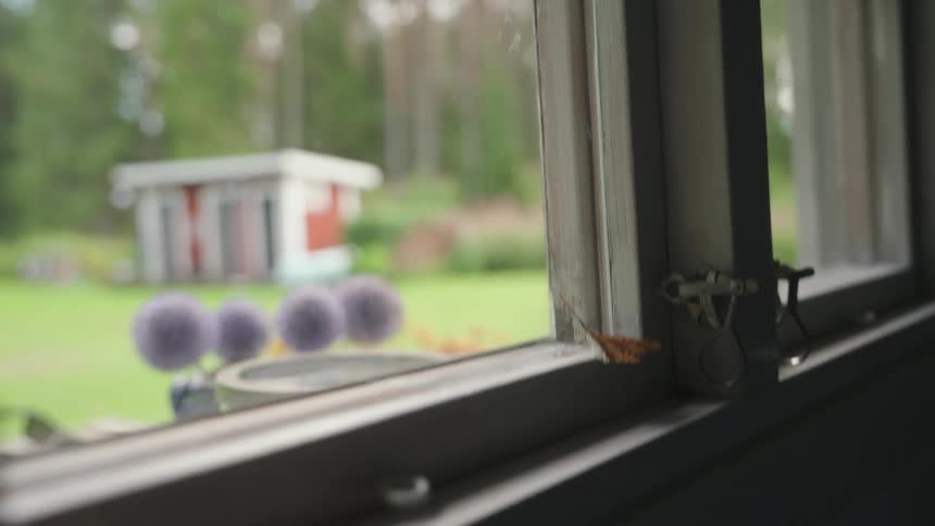 A butterfly falls from the window it is sitting on inside of a house