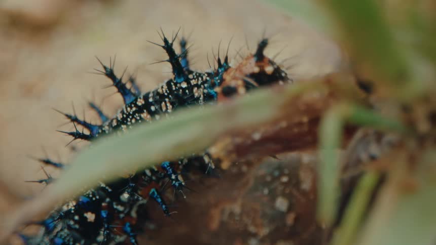 A blue and orange colored larva is walking on a surface next to a green blade of grass