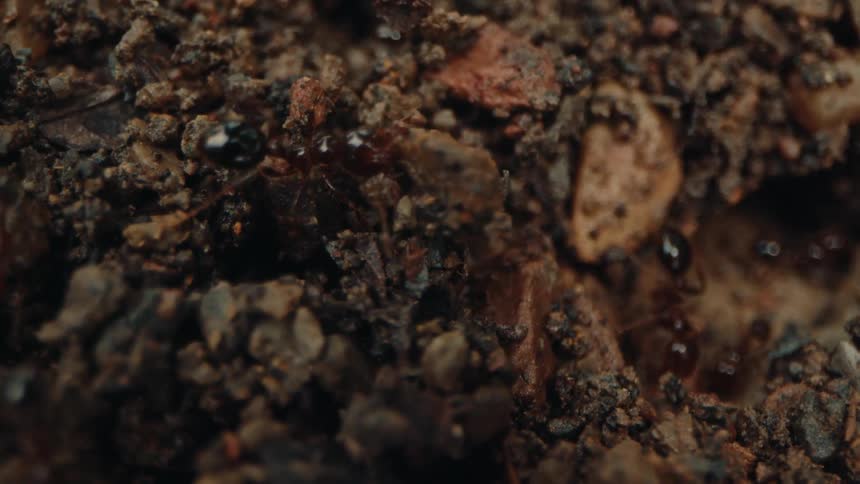 Ants work together to move clods of dirt in nature