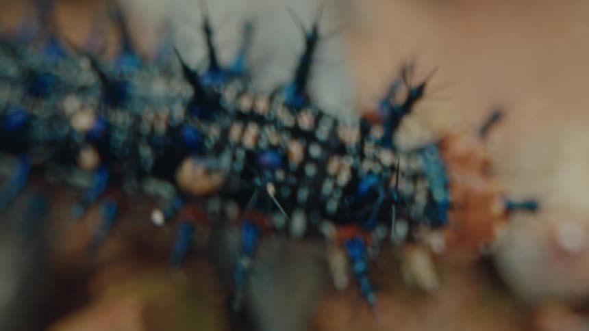 A small blue and orange larva with some spikes on its surface and it is crawling on a surface on the ground