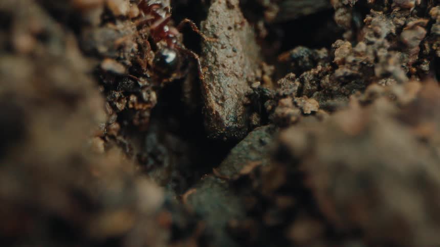 A close up clip of an insect