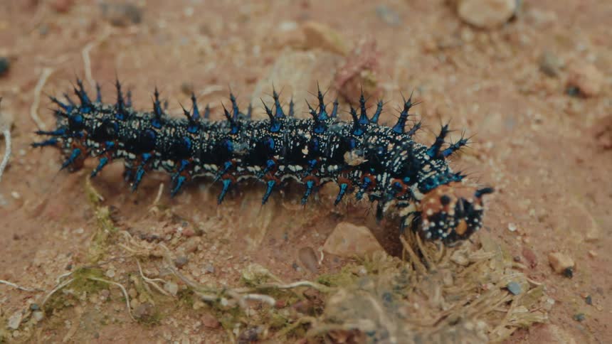 Insect with several legs and dark pigmentation walking on the ground