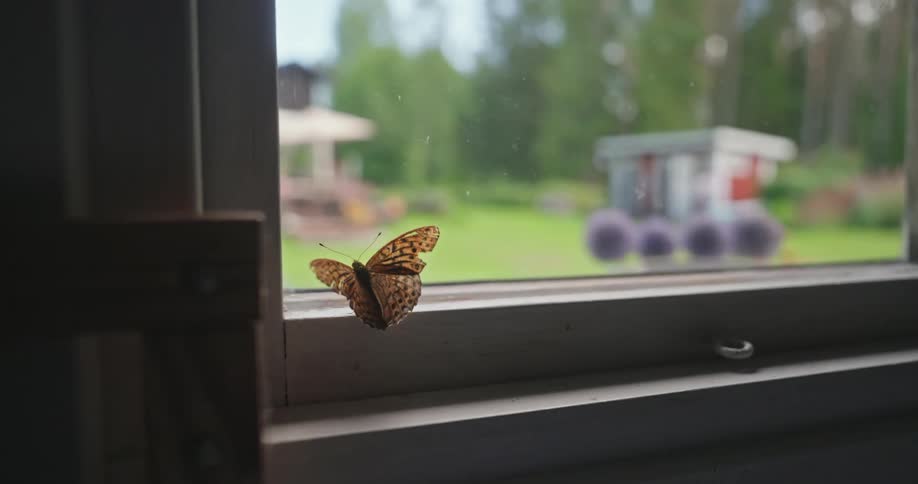 A butterfly with orange wings is on the wooden frame of a glass window