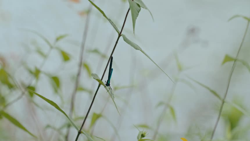 Blue dragonfly is on a thin branch