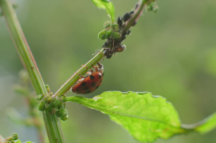 Ladybug and an ant on the stem of a plant
