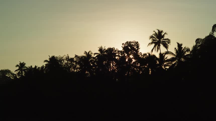 Setting sun shining through palm trees