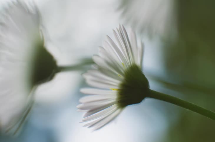 Two white daisies bounce in the wind