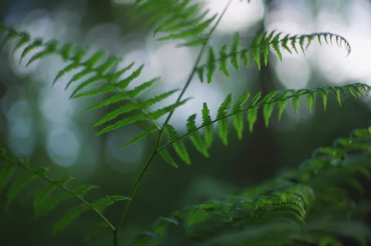 A plant blows in the wind