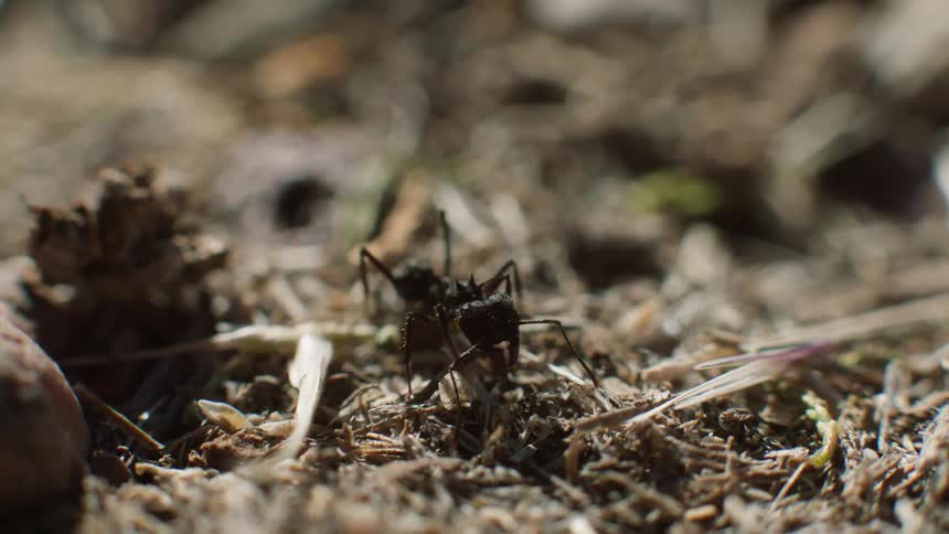 An ant searching on dirt ground