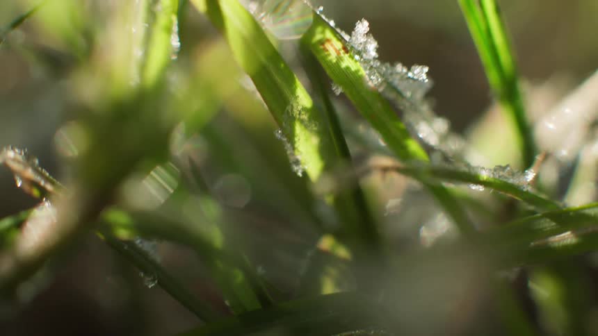 Sun shines on the green grass