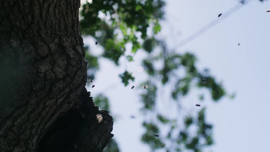 Cluster of insects near a tree
