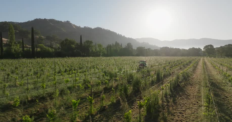 A vineyard at sunrise with a tractor working in the field