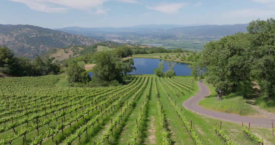 Aerial of a hillside vineyard on a sunny summer day