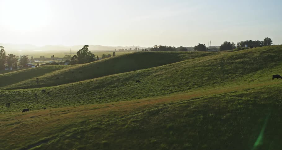 A serene landscape of rolling green hills with grazing cattle in the foreground set against a backdrop of a sunlit valley and distant trees with a rural town visible in the distance