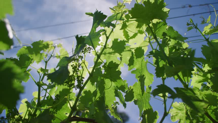Upward view of green grape leaves with sunlight reflection