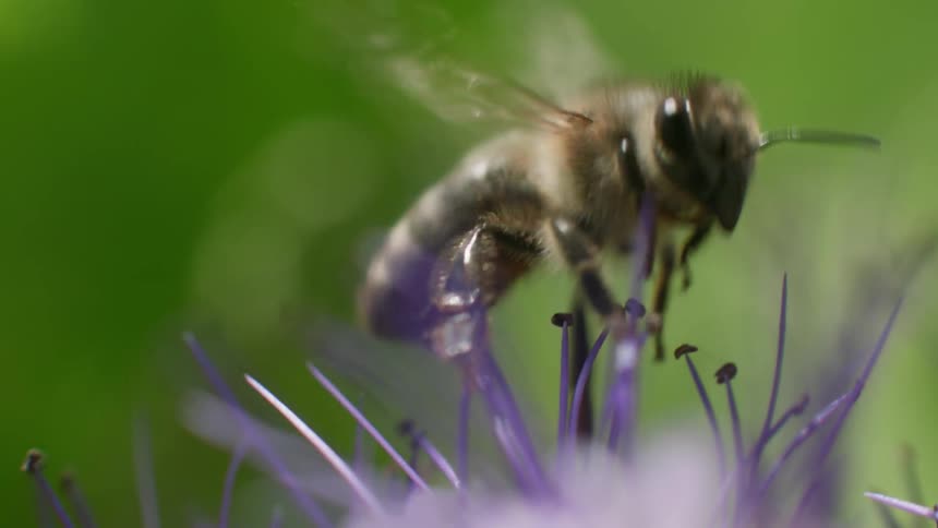 A bee pollinates a flower