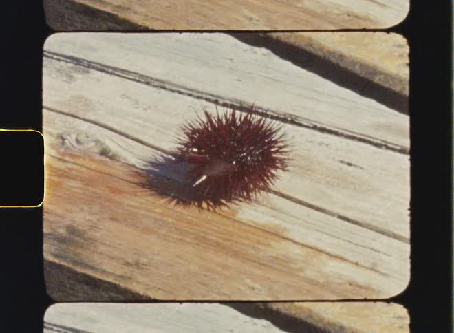 Super 8 film of a spiny sea urchin lying on a wooden surface