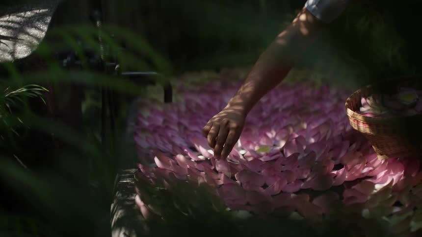 Closeup of hands arranging vibrant purple flower petals
