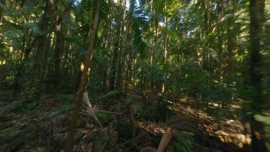 Flying through the jungle on a sunny day, fallen leaves cover the ground of the