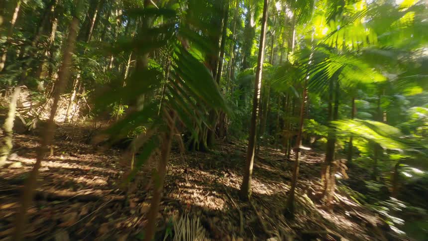 A forest with trees with thin broth on a clear day and with green leaves