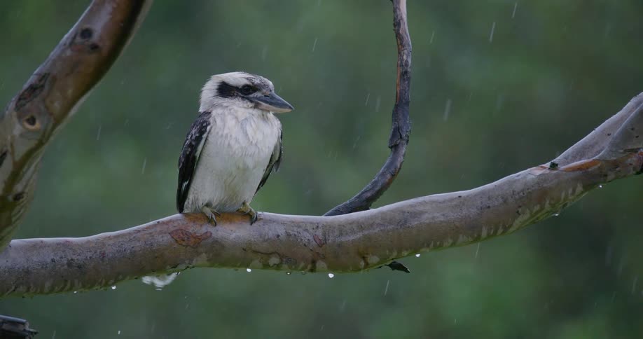A Kookaburra perched on a tree branch shakes rain droplets from its head