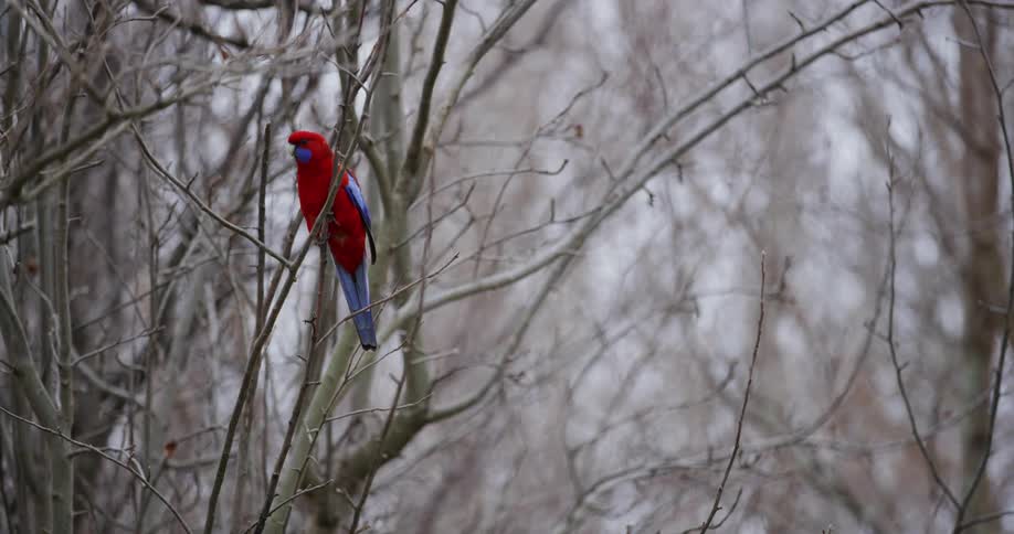 A bird is perched on the branch